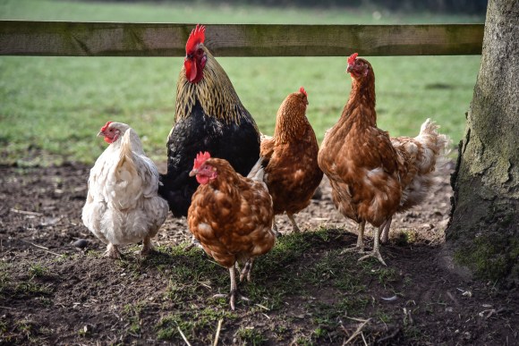 Chickens Cotebrook Shire Horse Centre