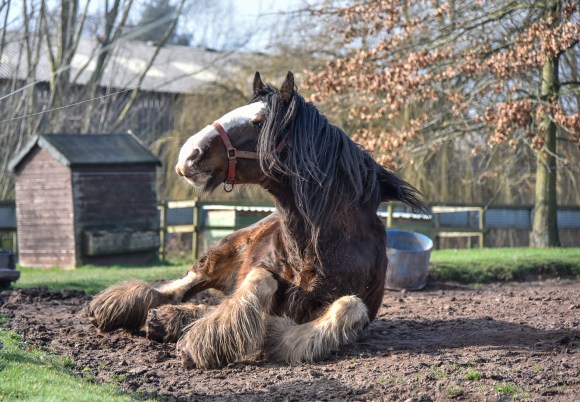 Cotebrook Shire Horse Centre
