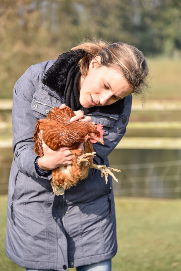 Cotebrook Shire Horse Centre